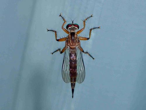 Asilinae